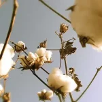 Organic cotton